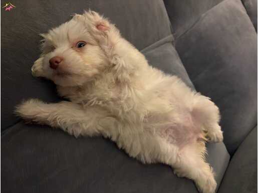 teacup terrier büyümeyen cins 2 buçuk aylık