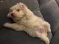 teacup terrier büyümeyen cins 2 buçuk aylık