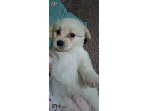 Maltese Yavru Terrier Sahiplendirme 2 Aylık yavrular........