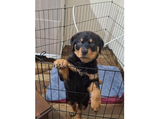 Orjinal rottweiler hatasız 
