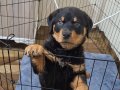 Orjinal rottweiler hatasız 