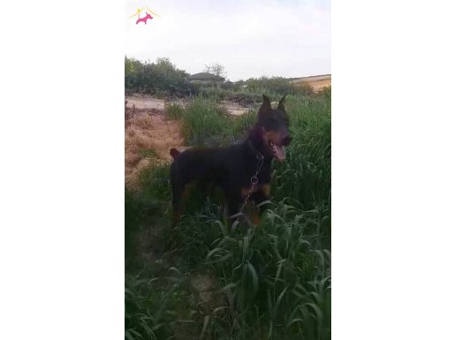 10 aylık orijinal safkan doberman