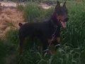 10 aylık orijinal safkan doberman