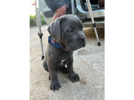 Scrli cane corso blue dişi 