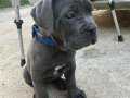 Scrli cane corso blue dişi 