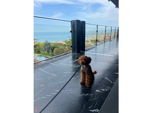 trabzon poodle 