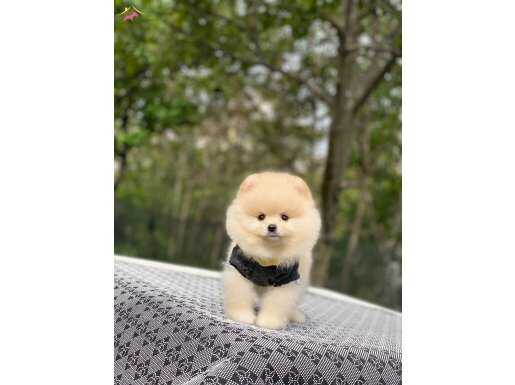 Pomerian Boo Yavrular