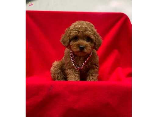 Toy Poodle Yavrular
