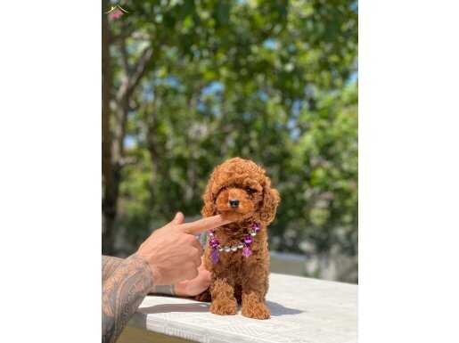 Poodle Yavrularimiz