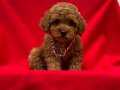 Toy Poodle Yavrular