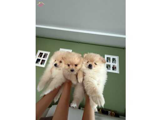 Yavru Pomeranian boo