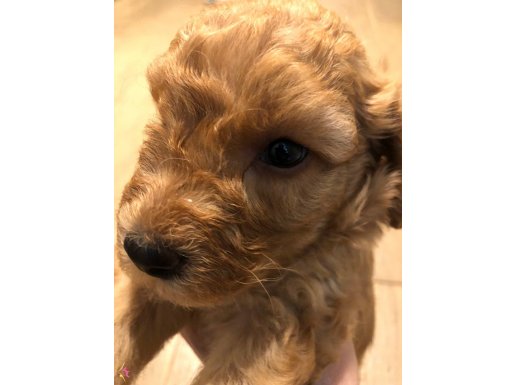 Golden Poodle/Toy Poodle Açık Kahve Erkek