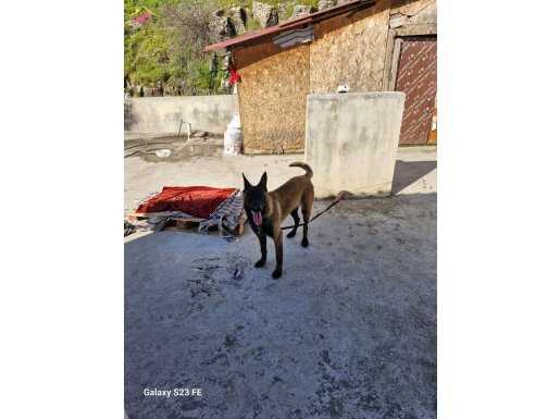 Orijinal saf kan Belçika Malinose. Dişi Erkek