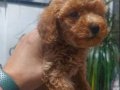 Sevimli Kardeş Toy Poodle Bebekler 