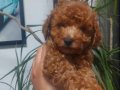 Sevimli Kardeş Toy Poodle Bebekler 
