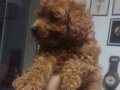 Sevimli Kardeş Toy Poodle Bebekler 