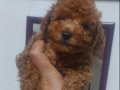 Sevimli Kardeş Toy Poodle Bebekler 
