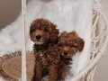 Göz Kamaştıran Kardeşler Poodle