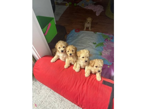 Maltipoo bebekler