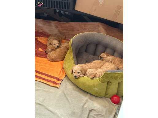 Maltipoo yavrular