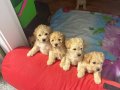 Maltipoo bebekler