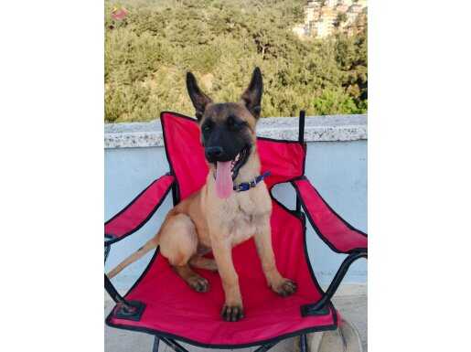 Köpeğim satılıktır 3 aylık Belçika kurdu 