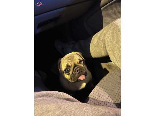 3.5 AYLIK DİŞİ OYUNCU PUG YENİ YUVASINI ARIYOR!