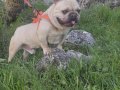 Erkek french buldog 