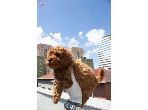 ORJİNAL TOY POODLE YAVRULARIMIZ YENİ YUVALARINI BEKLİYOR