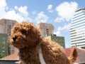 ORJİNAL TOY POODLE YAVRULARIMIZ YENİ YUVALARINI BEKLİYOR