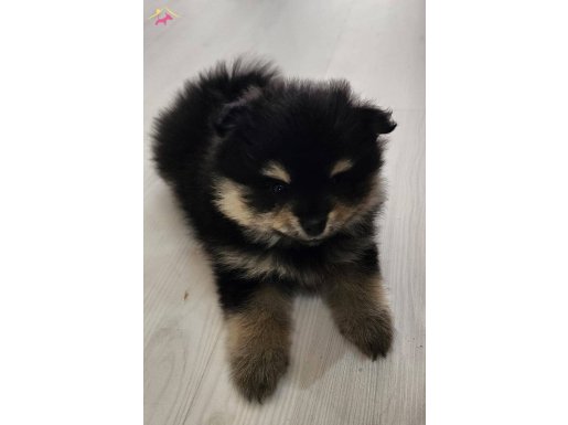 2 Aylik Pomeranian Ev ariyor