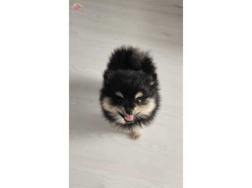 Pomeranian Poo Yavru 3 Aylik