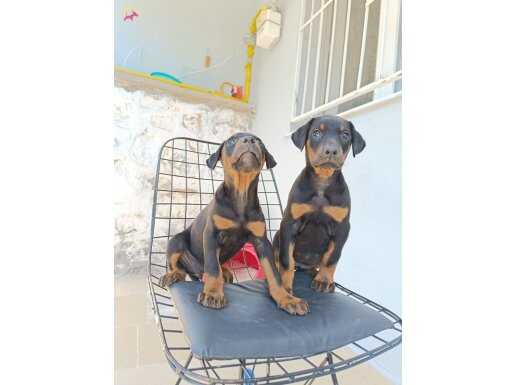 Doberman yavrularımız 
