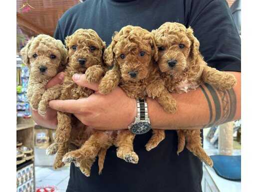 Poodle yavrularımız 