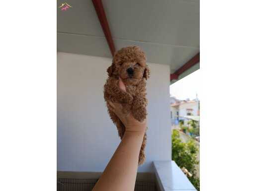Toy poodle yavrularımız 