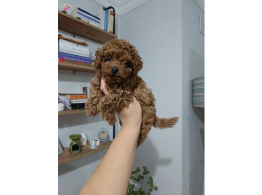 Toy poodle yavrularımız 