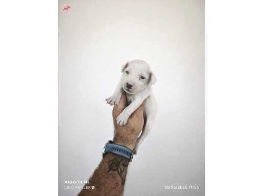Jack russel yavrularımız 