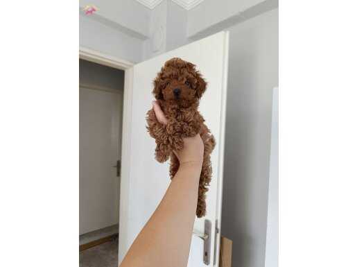 Poodle yavrularımız 