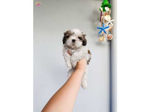 Shih tzu yavrularımız 