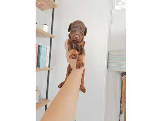 Kızıl doberman