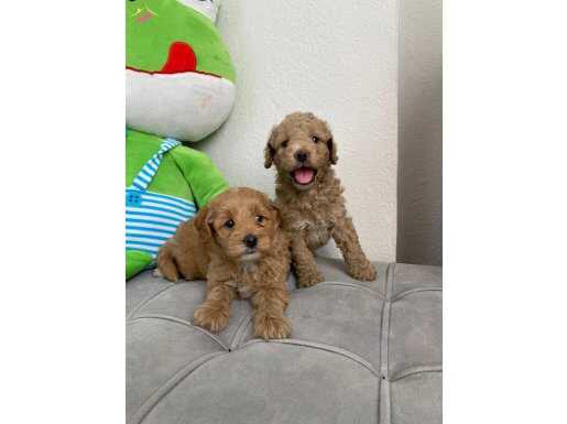 Maltipo yavrularımız 