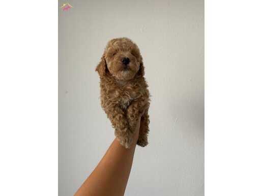 Poodle yavrularımız 