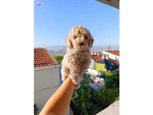 Maltipo yavrularımız 