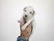 Jack russel yavrularımız 