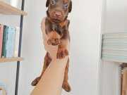Kızıl doberman