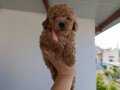 Toy poodle yavrularımız 