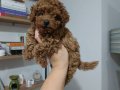 Toy poodle yavrularımız 