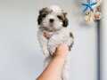 Shih tzu yavrularımız 