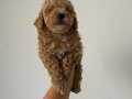 Poodle yavrularımız 