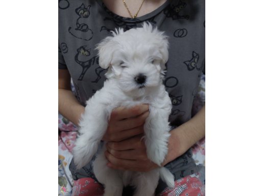 0 numara maltese baby